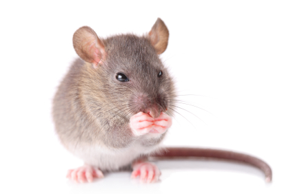 mouse, Pest Control Services Minneapolis