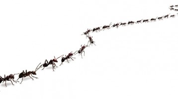 Minnesota 2017 Ant Invasion – How to stop it.