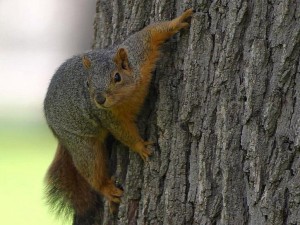 squirrel removal methods