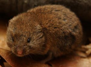 vole control