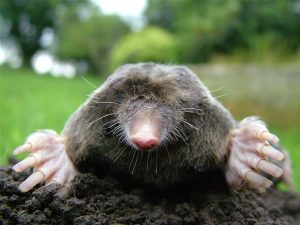 mole removal