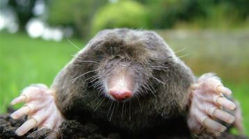 13 Lawn Removal Tips for Moles and Voles – They are Different