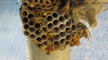 How to Remove Minnesota Bees and Wasps Safely in 2017