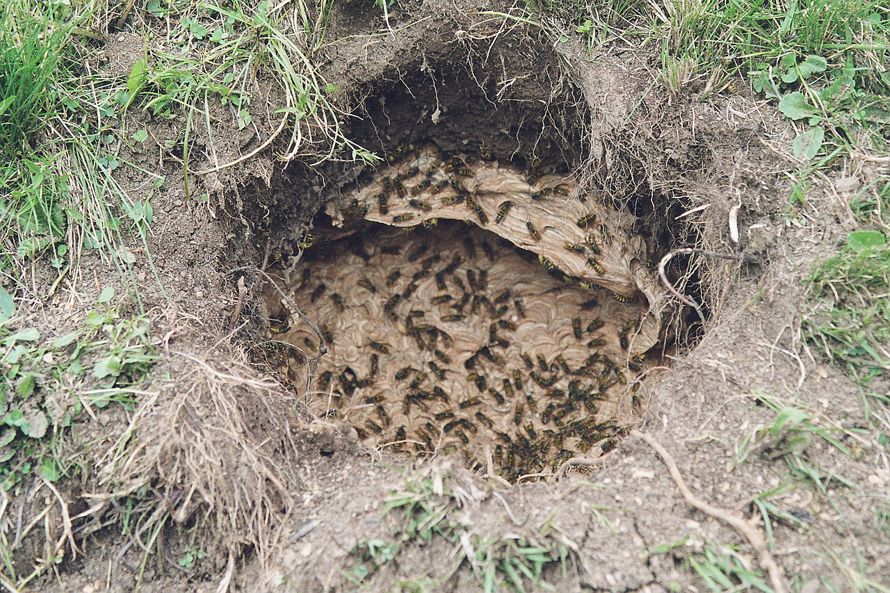 Wasp Nests in Walls