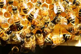 bees in a colony