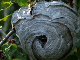 hanging paper wasp nest