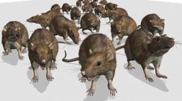 Getting Rid of Minnesota Mice in 2017? 14 things you need to know.