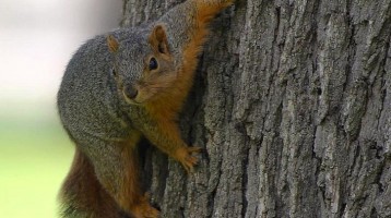 squirrel