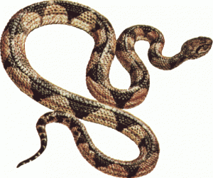 laughlin-snake