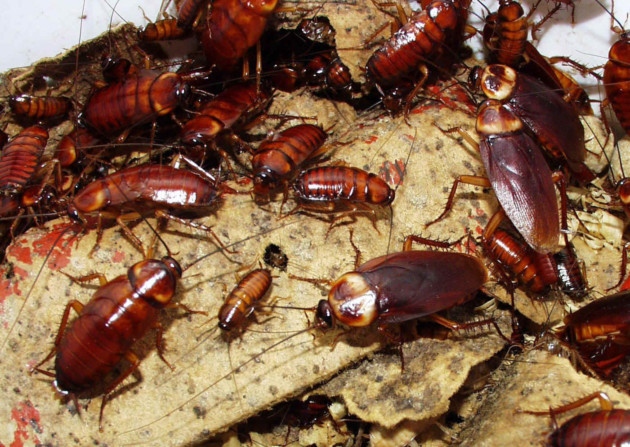 How to Exterminate Minnesota Cockroaches - Minneapolis Pest Control -  Laughlin's