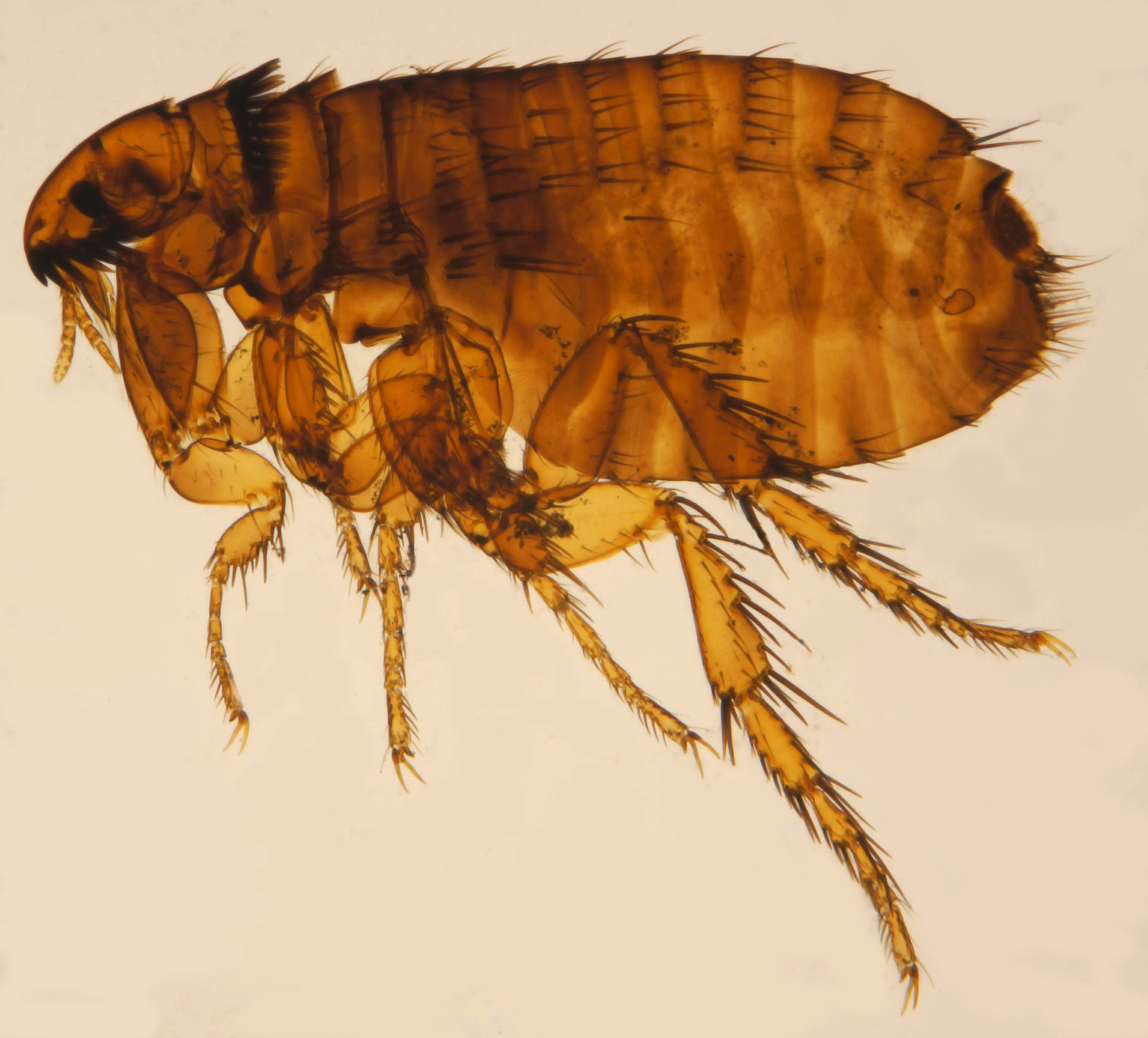 7-ways-to-get-rid-of-fleas-and-ticks-on-your-minnesota-property