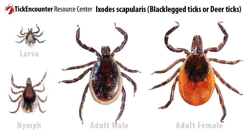 what color are fleas and ticks