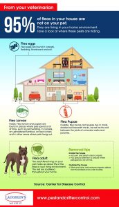 flea-lifecycle-infographic.jpg