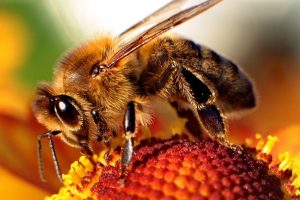 bee on flower