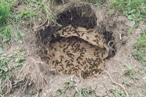 ground wasp nest